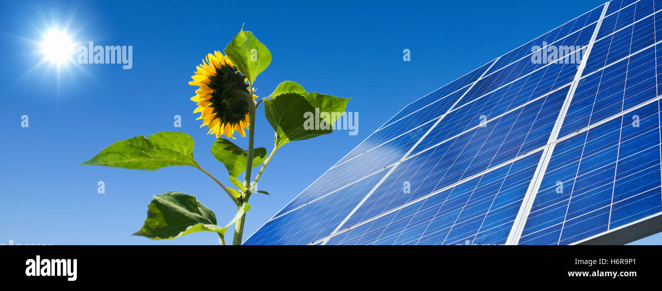 Solar Panel Mit Sonnenblume Stockfoto und mehr Bilder von Blau - Blau,  Blüte, Elektrizität - iStock
