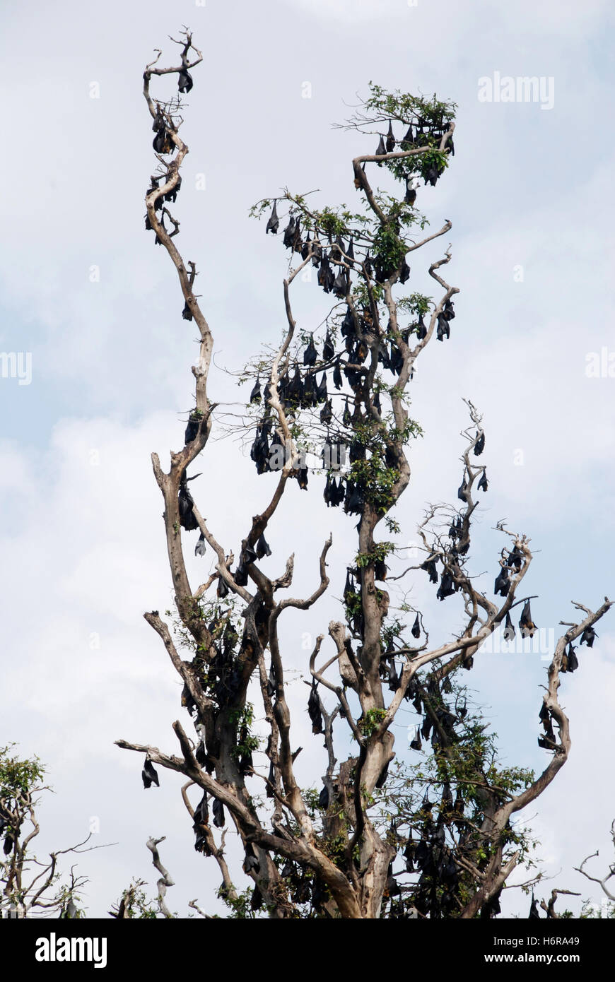Säugetiere Stockfoto