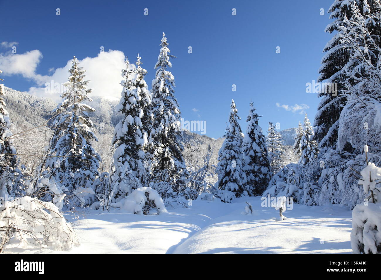 Baum Bäume Winter schneereiche Winter Landschaft Schnee Landschaft Landschaft Natur Glanz helles lucent Licht strahlt ruhige helle sonnige Stockfoto