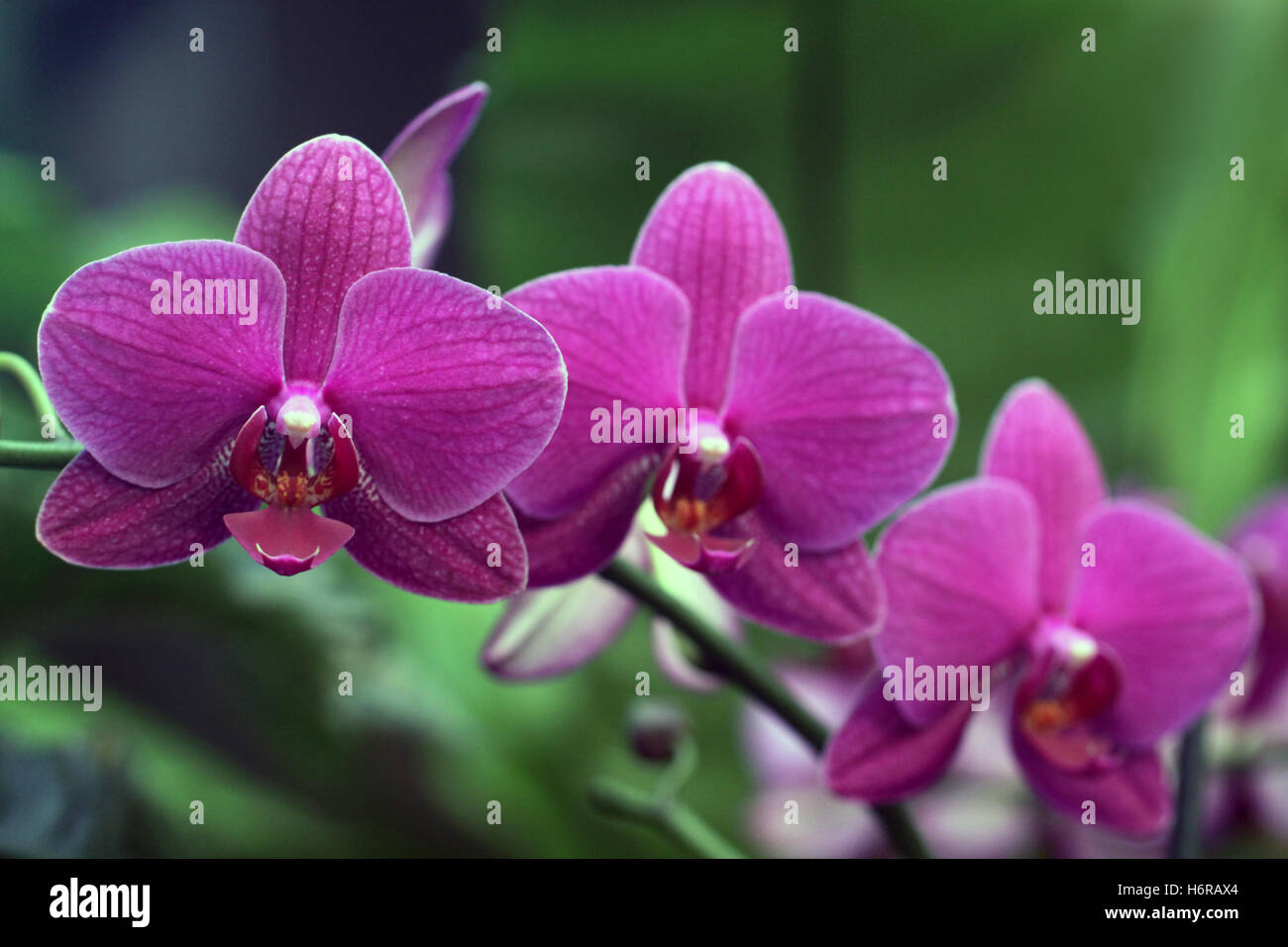 Pflanzen Blumen Stockfoto