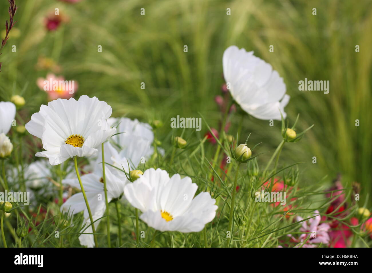 Pflanzen Blumen Stockfoto