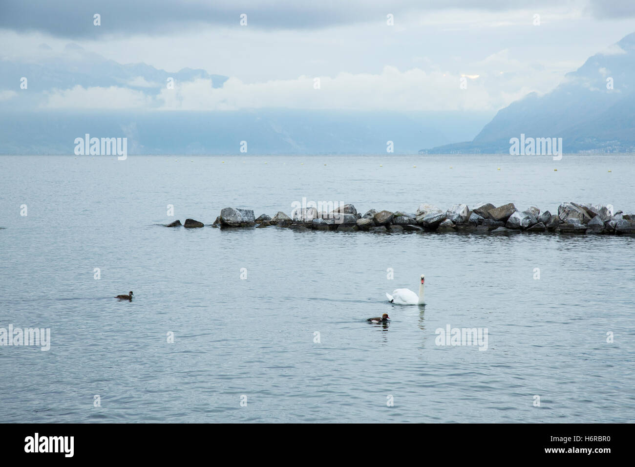 schöne weiße Schwäne in Lausanne See, Schweiz Stockfoto