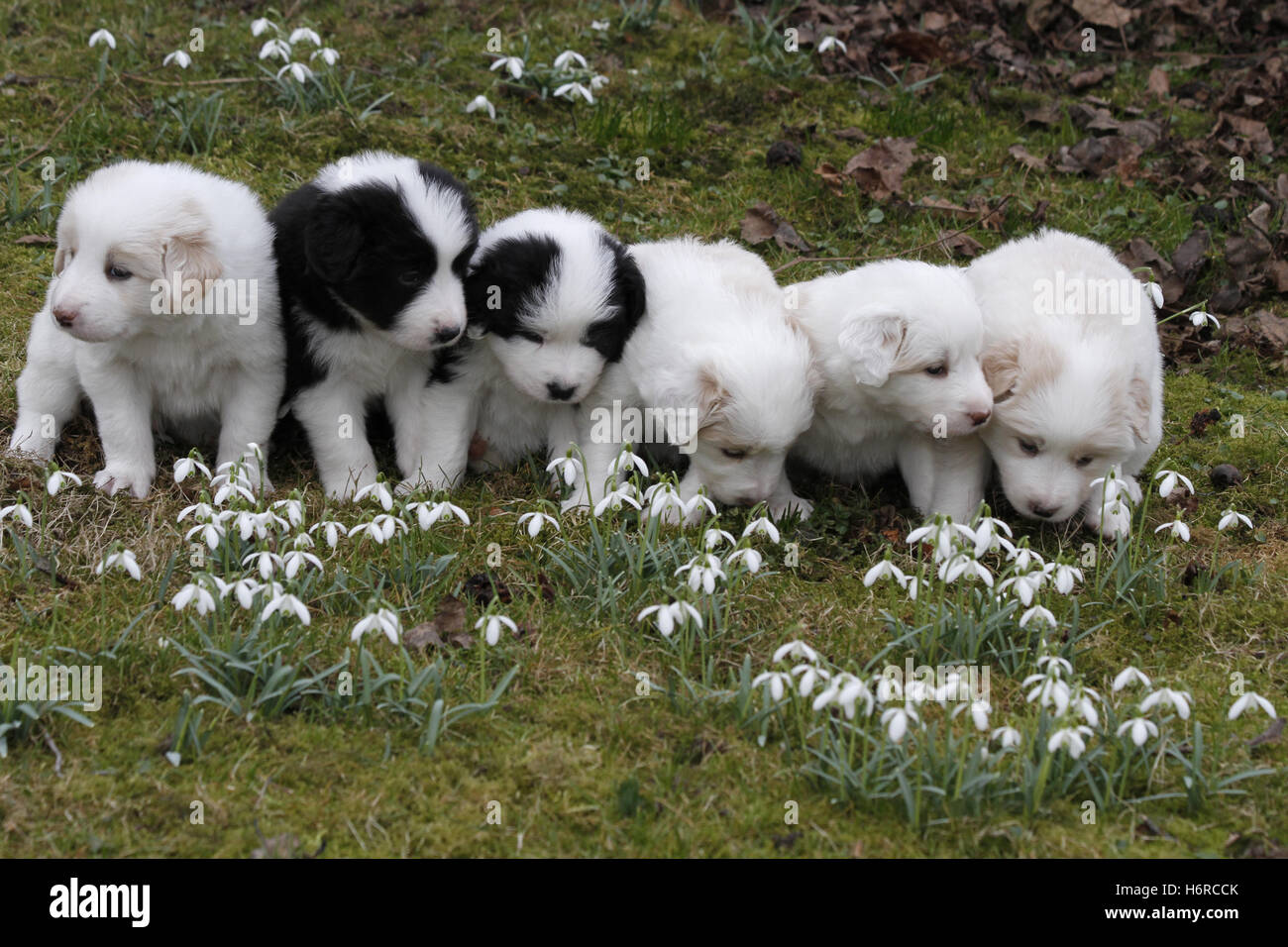 witziger Welpe Tier Kind viele Tiere Haustier Hund seltene Beige lange Haare deutschen Sheperd deutschen Sheperd Hund Welpe Tier Kind Stockfoto