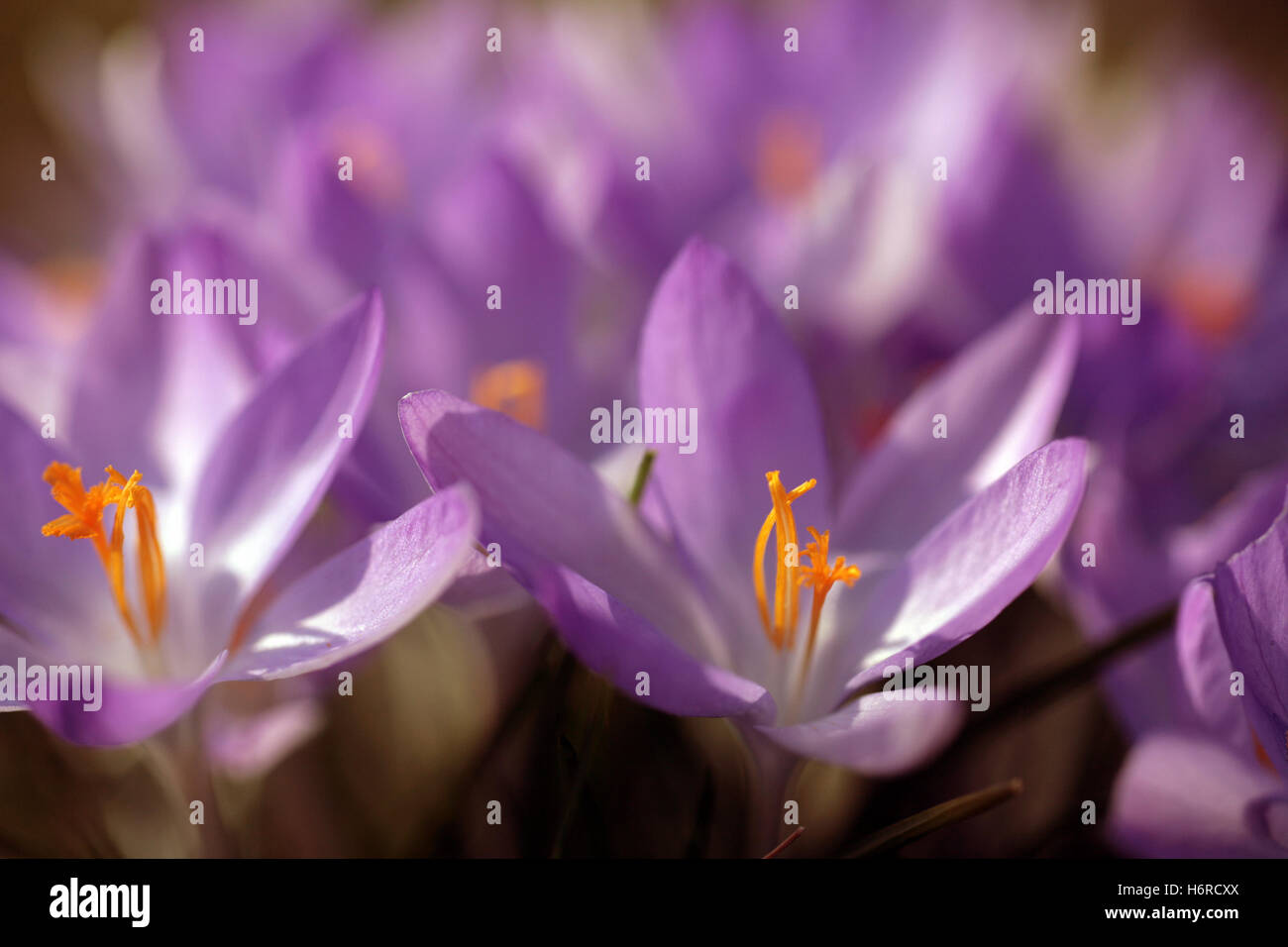 Frühaufsteher Stockfoto