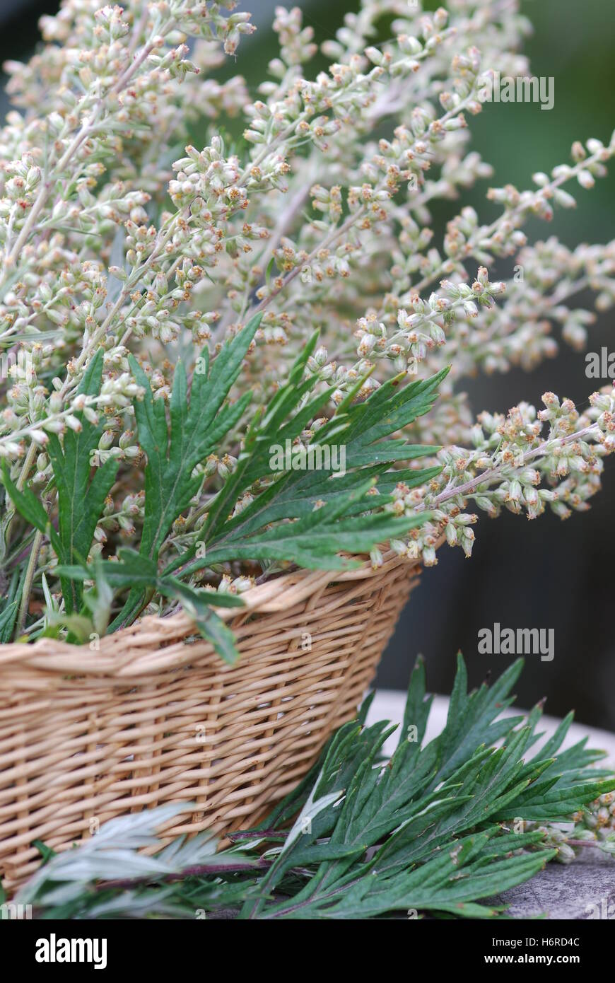 Heilpflanze Beifuß (Artemisia Vulgaris) Stockfoto