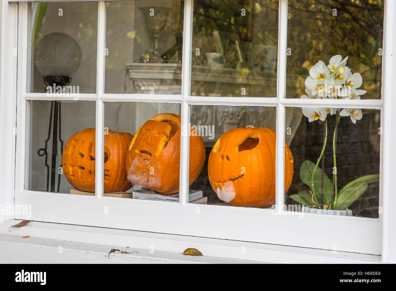 Windsor, UK. 31. Oktober 2016. Geschnitzte Kürbisse im Fenster eines Hauses in Windsor dekoriert in Vorbereitung für diesen Abend Halloween feiern. Bildnachweis: Mark Kerrison/Alamy Live-Nachrichten Stockfoto