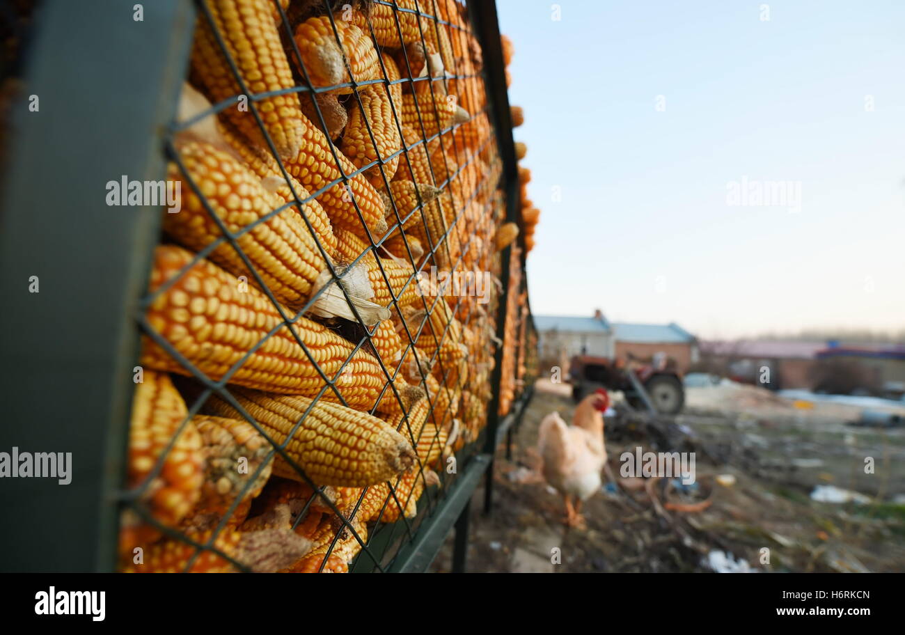 Zhaodong. 31. Oktober 2016. Foto aufgenommen am 31. Oktober 2016 zeigt Mais Maiskolben in einem speziellen Behälter in Changping Dorf Changwu Stadt in Zhaodong, Nordost-China Provinz Heilongjiang gespeichert. © Wang Jianwei/Xinhua/Alamy Live-Nachrichten Stockfoto