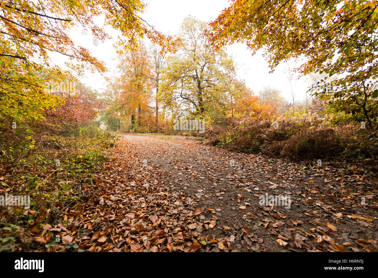 Forest of Dean, UK. 1. November 2016. Herbst in den Forest of Dean & Wye Valley Credit: David Broadbent/Alamy Live-Nachrichten Stockfoto