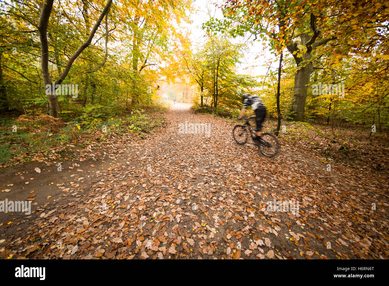 Forest of Dean, UK. 1. November 2016. Herbst in den Forest of Dean & Wye Valley Credit: David Broadbent/Alamy Live-Nachrichten Stockfoto