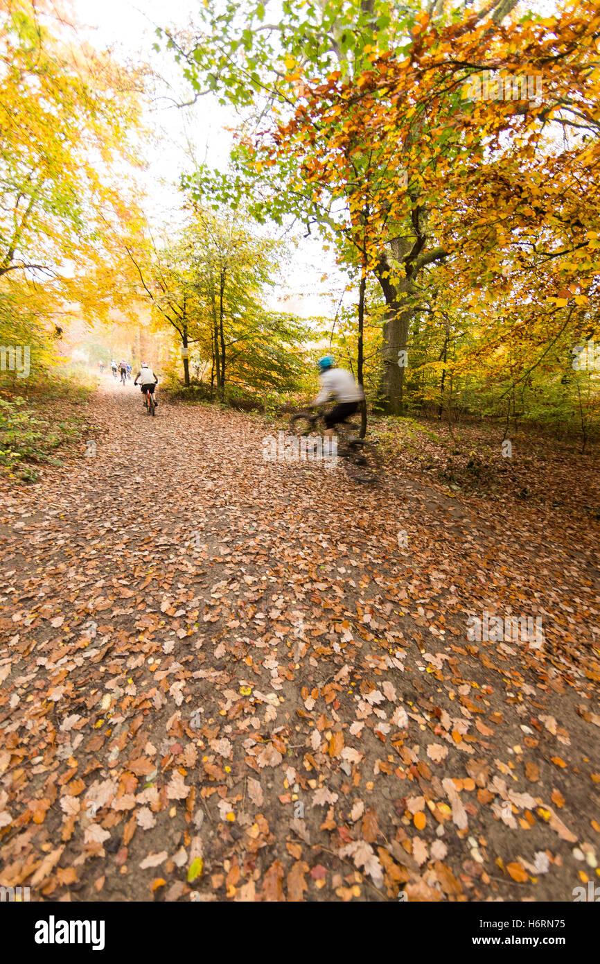 Forest of Dean, UK. 1. November 2016. Herbst in den Forest of Dean & Wye Valley Credit: David Broadbent/Alamy Live-Nachrichten Stockfoto