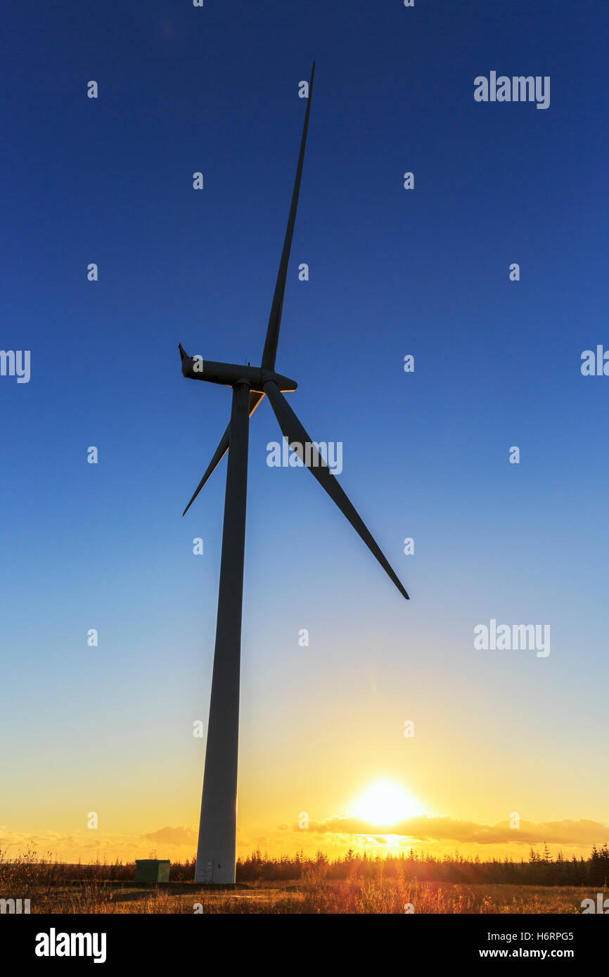 Glasgow, Schottland. 1. November 2016. Am Ende von einem knackigen Novembertag bietet der klare Himmel über Whitelee Windfarm, Großbritanniens größte Onshore-Windpark, befindet sich am Eaglesham Moor, am Stadtrand von Glasgow einen spektakulären Sonnenuntergang. Bildnachweis: Findlay/Alamy Live-Nachrichten Stockfoto