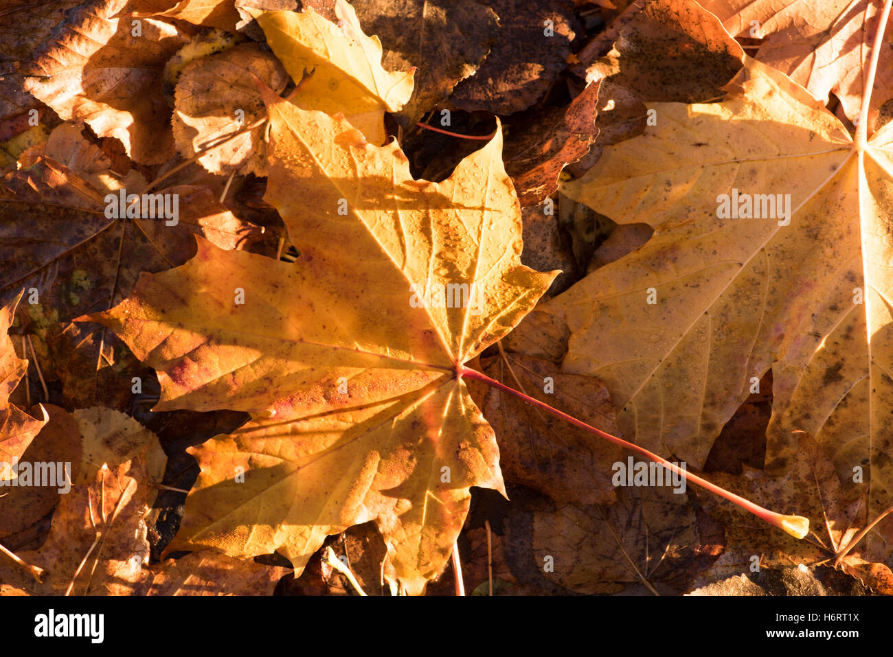 Glasgow, Schottland. 1. November 2016. Am frühen Morgen herbstlichen Sonnenschein Treffer hinterlässt auf dem Boden in Glasgow Green. Bildnachweis: Tony Clerkson/Alamy Live-Nachrichten Stockfoto