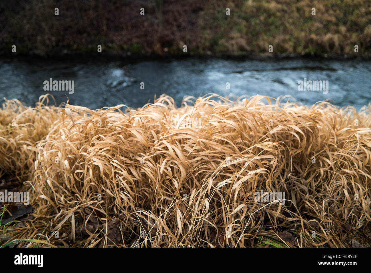 Strav in starkem Kontrast zu Fluss Stockfoto