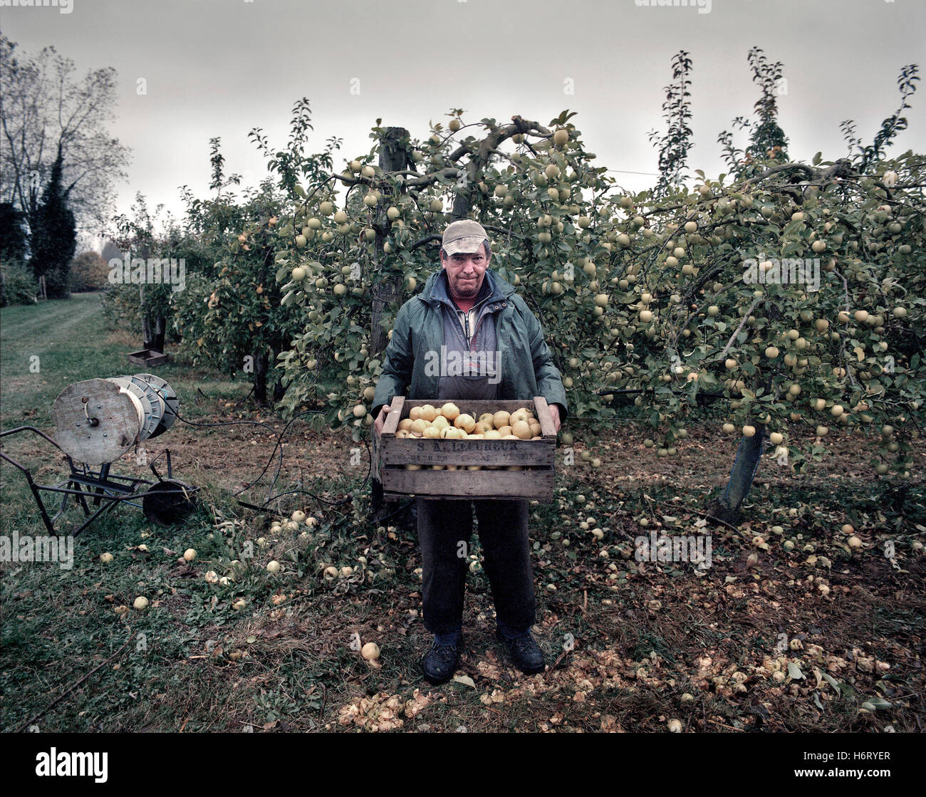 Landwirt posiert und Kiste Äpfel in seinen Obstgarten in der Normandie Stockfoto