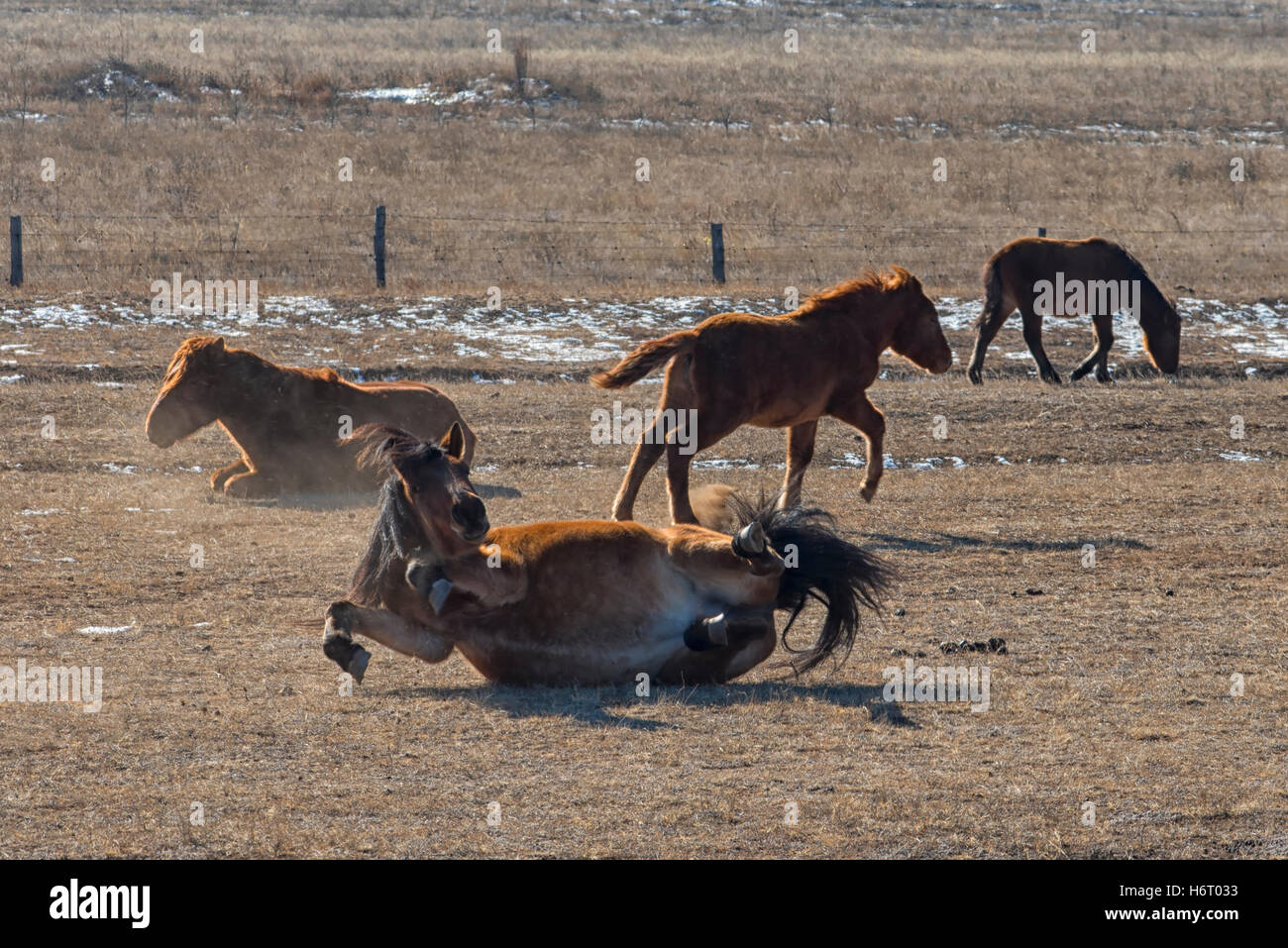 Wilde Pferde im hustai National Park Ulaanbaatar, Mongolei Stockfoto