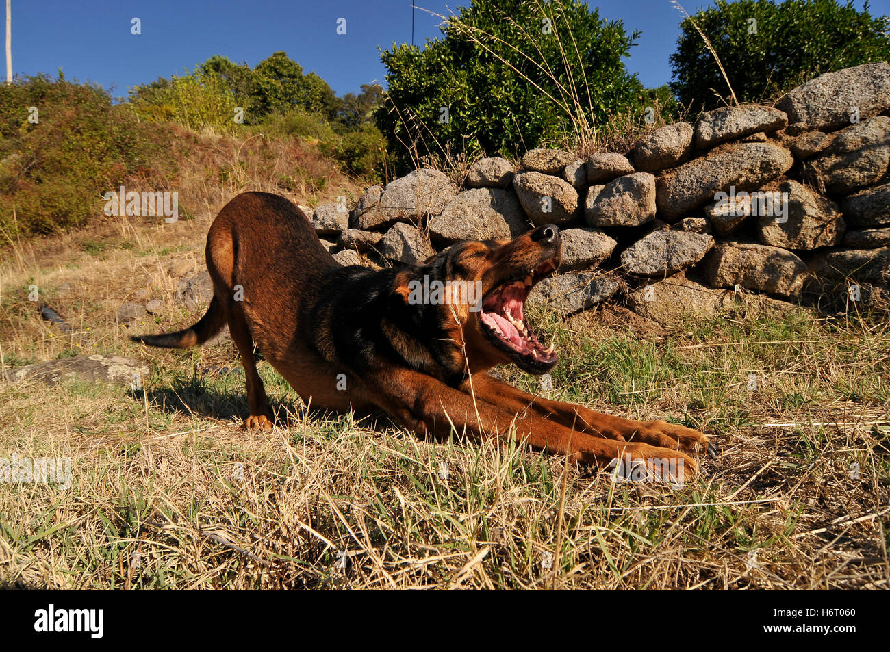 Haus Tiere Stockfoto