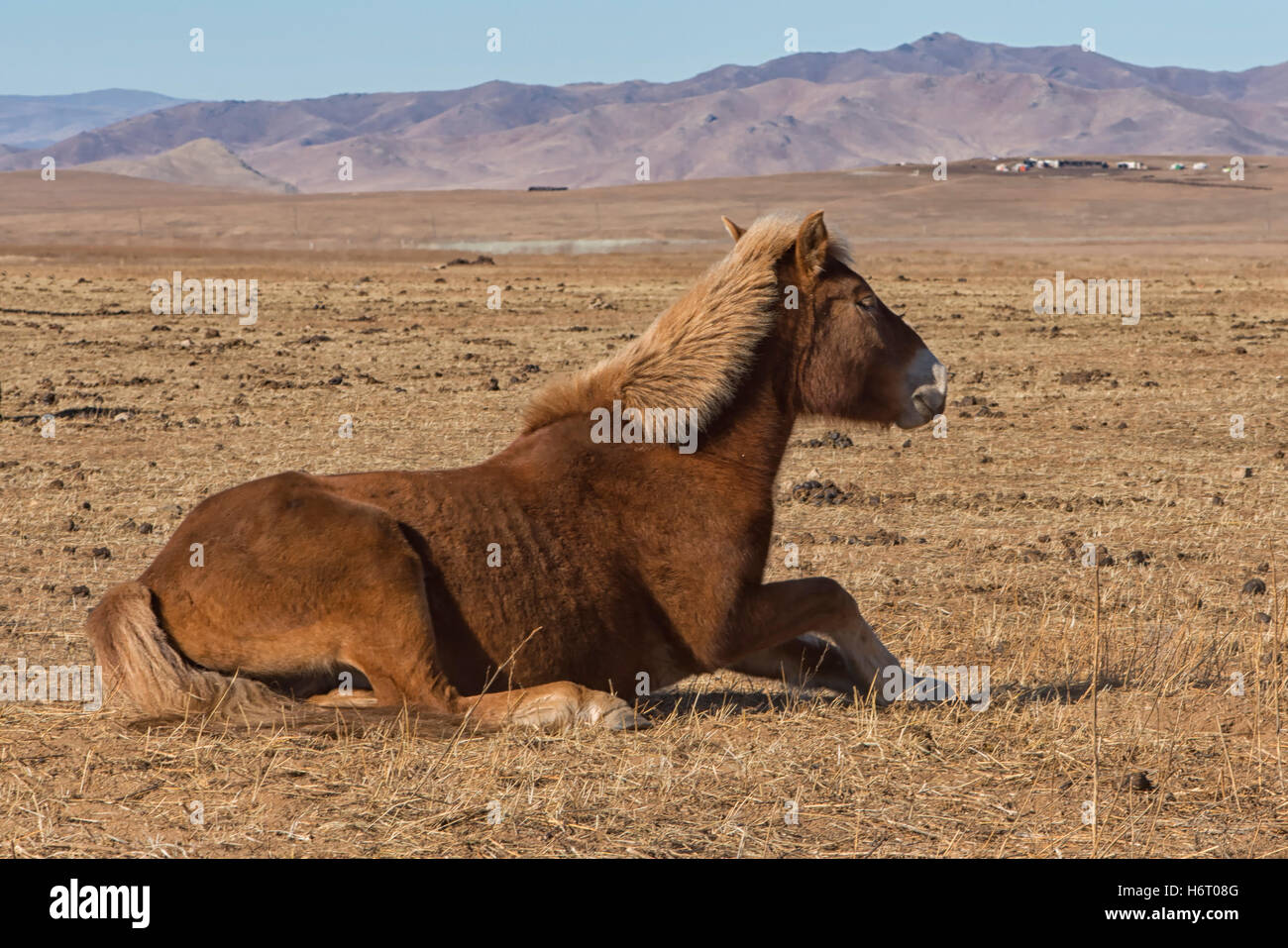 Wildpferde im Hustai National Park in der Nähe von Ulaanbaatar, Mongolei Stockfoto