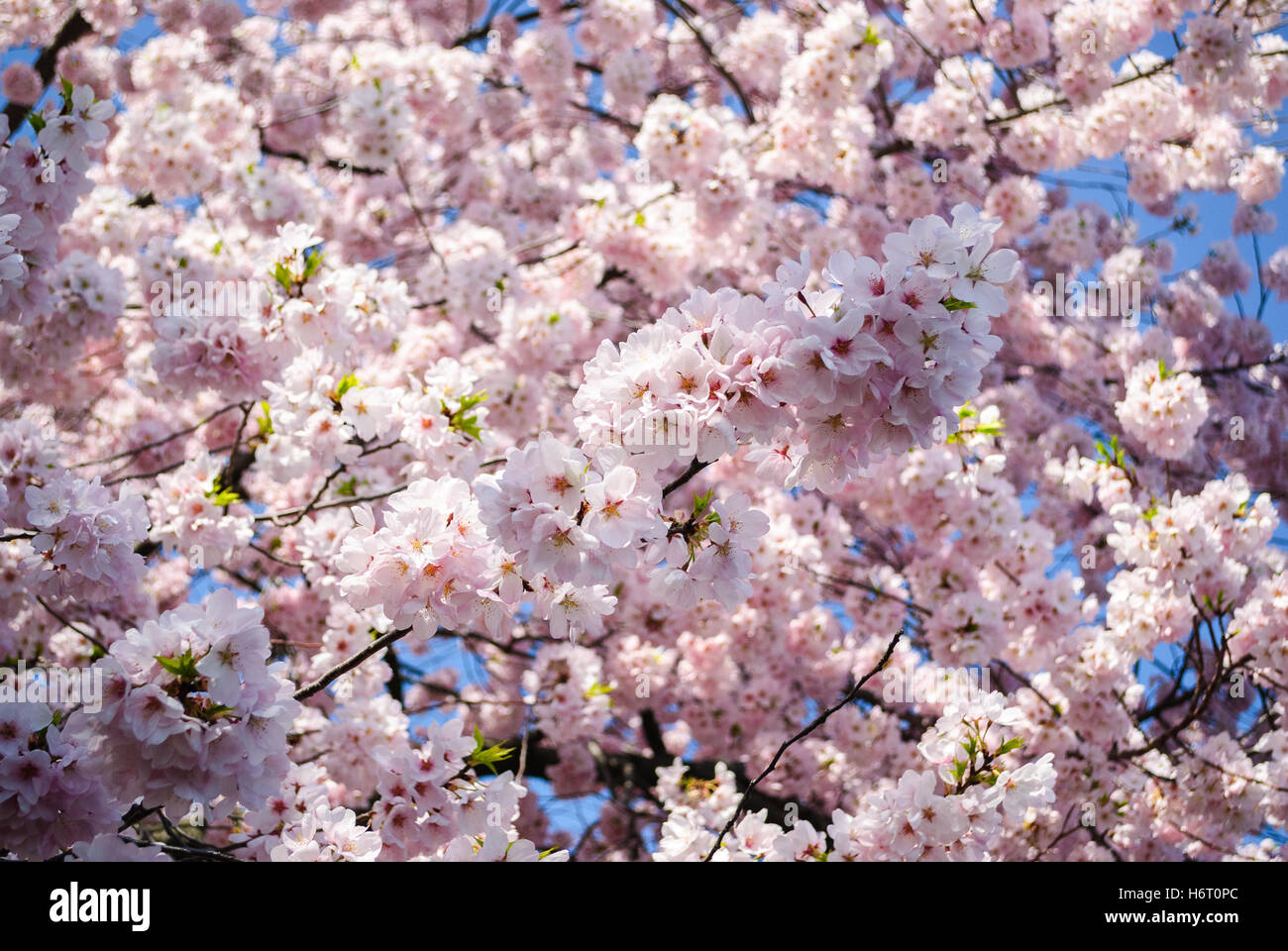 Kirschblüte Festival Stockfoto