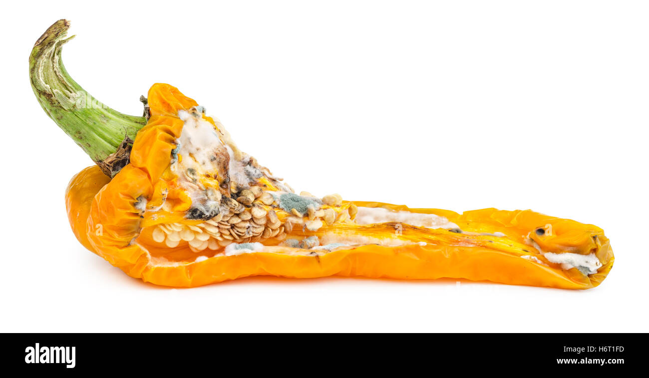 Faule gelbe Paprika isoliert auf weißem Hintergrund. Schimmelige Gemüse. Stockfoto