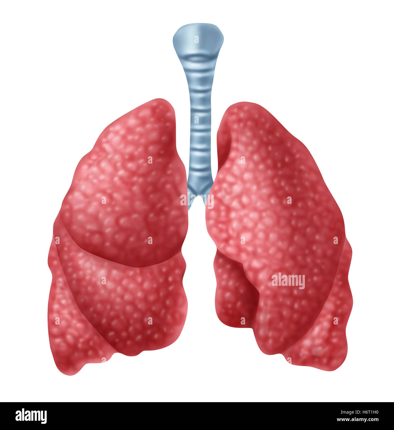 isolierte Anatomie Atmung Lungenentzündung Gesundheitswesen menschlichen Lunge Atemwege Asthma Atemübung Einatmen Bronchien Stockfoto