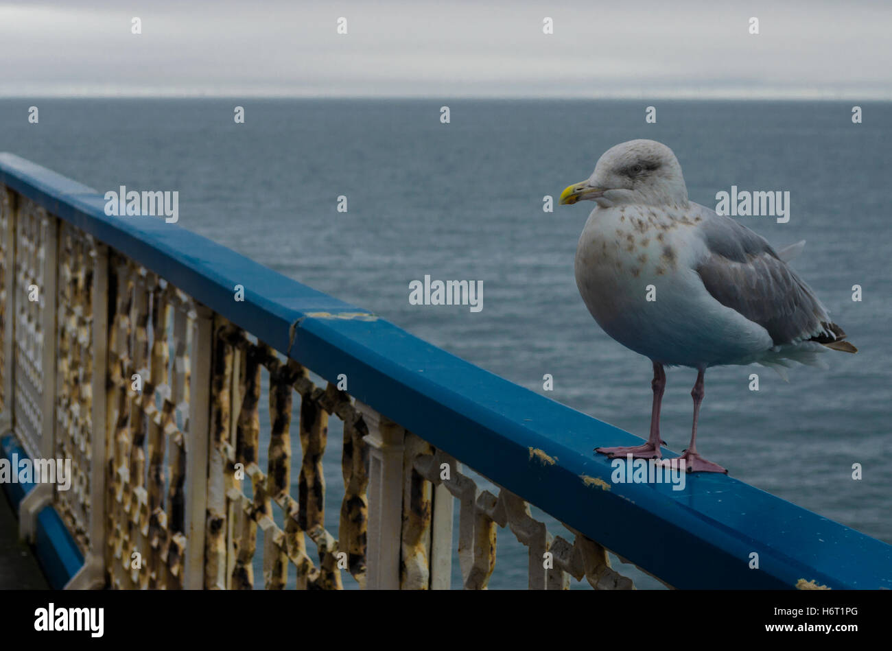 Meine schaut Möwe am Meer Stockfoto