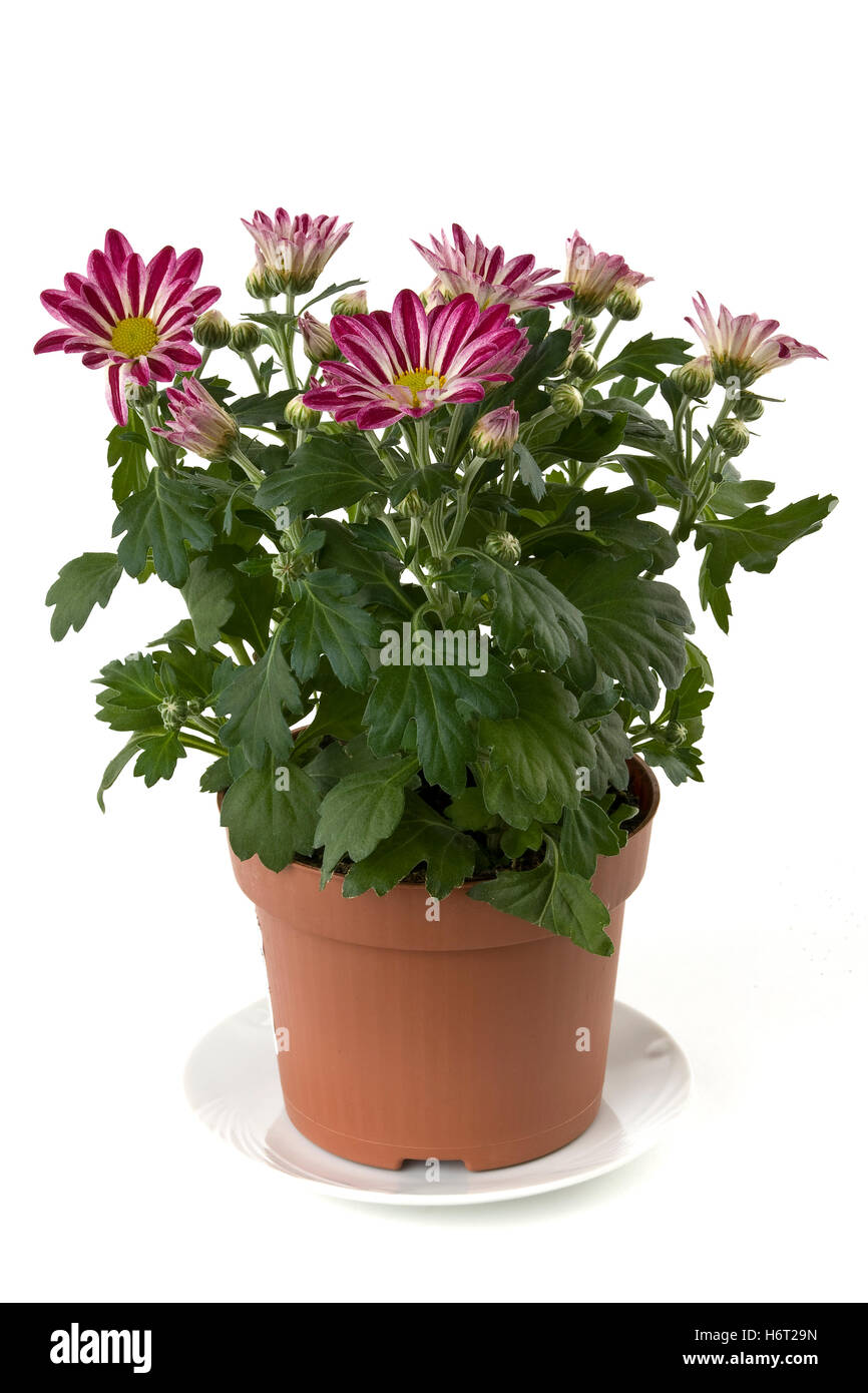 Pflanzen Blumen Stockfoto