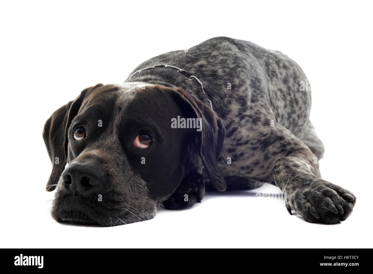 Tier-Pointer Hund schöne beauteously schönes Haustier Portrait traurigen Augen Studio Traurigkeit müde Hunde junge jüngere grau graue Schönheit Stockfoto