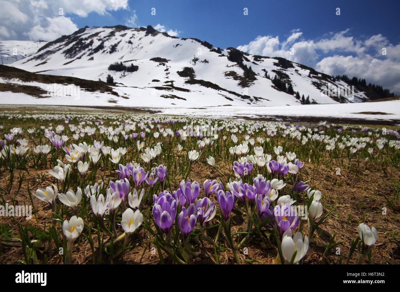 Crocus Spring Switzerland Stockfotos und -bilder Kaufen - Alamy