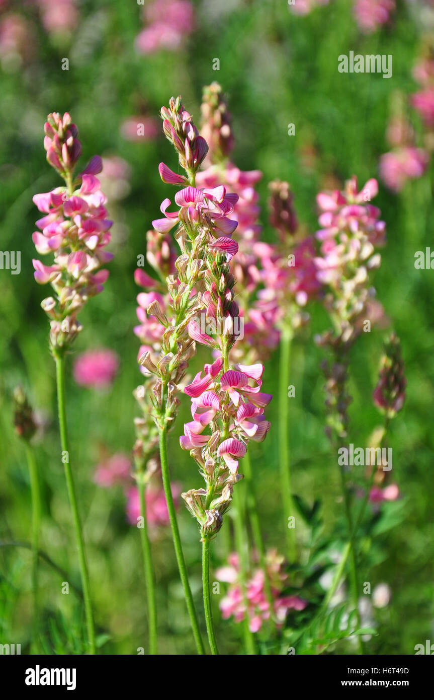 Saat-Esparsette (Onobrychis Viciifolia) Stockfoto