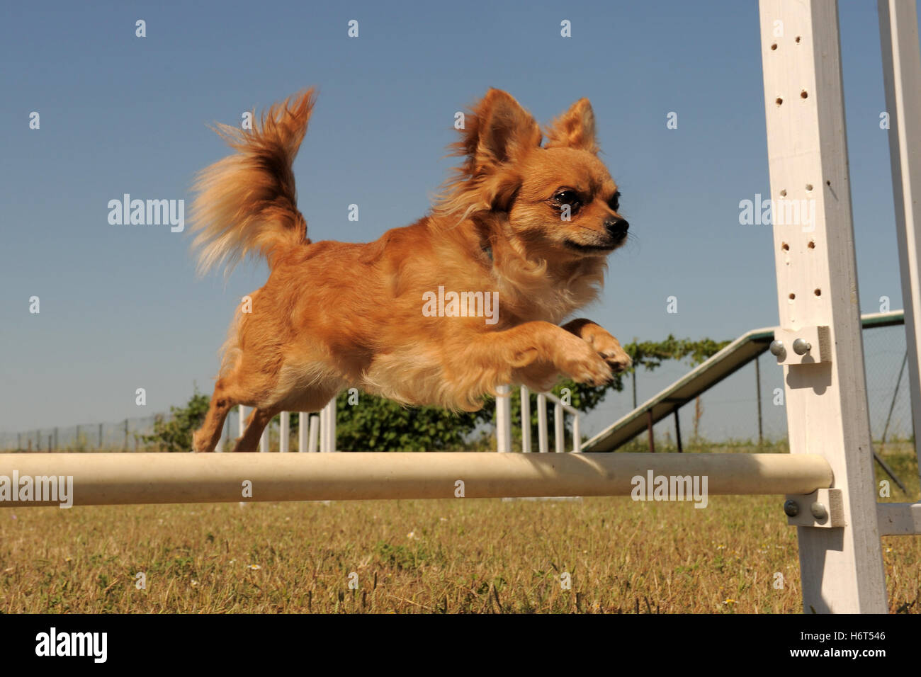 Sport Sport Hund Frühling springenden Bounces Hop überspringen frisks springen Sprung Welpen Agility Bewegung Verschiebung bewegen Bewegung Stockfoto