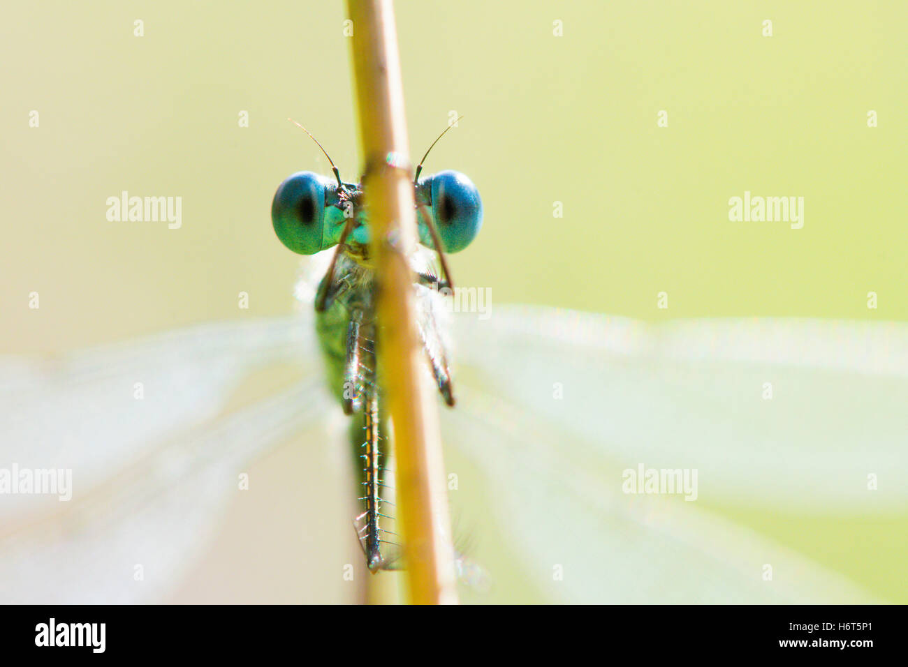 Augen der Emerald Damselfly, Lestes Sponsa. Hampshire, UK. August. Stockfoto