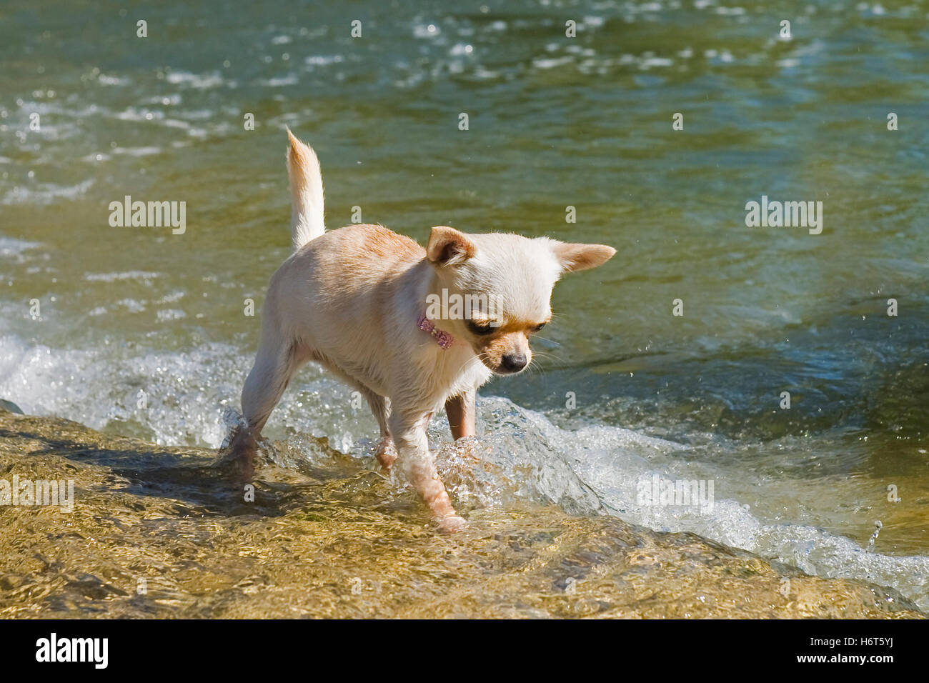 Hund, Welpe, Salzwasser, Meer, Ozean, Wasser, Fluss, Spaziergang, gehen, gehen, Wandern, Stockfoto