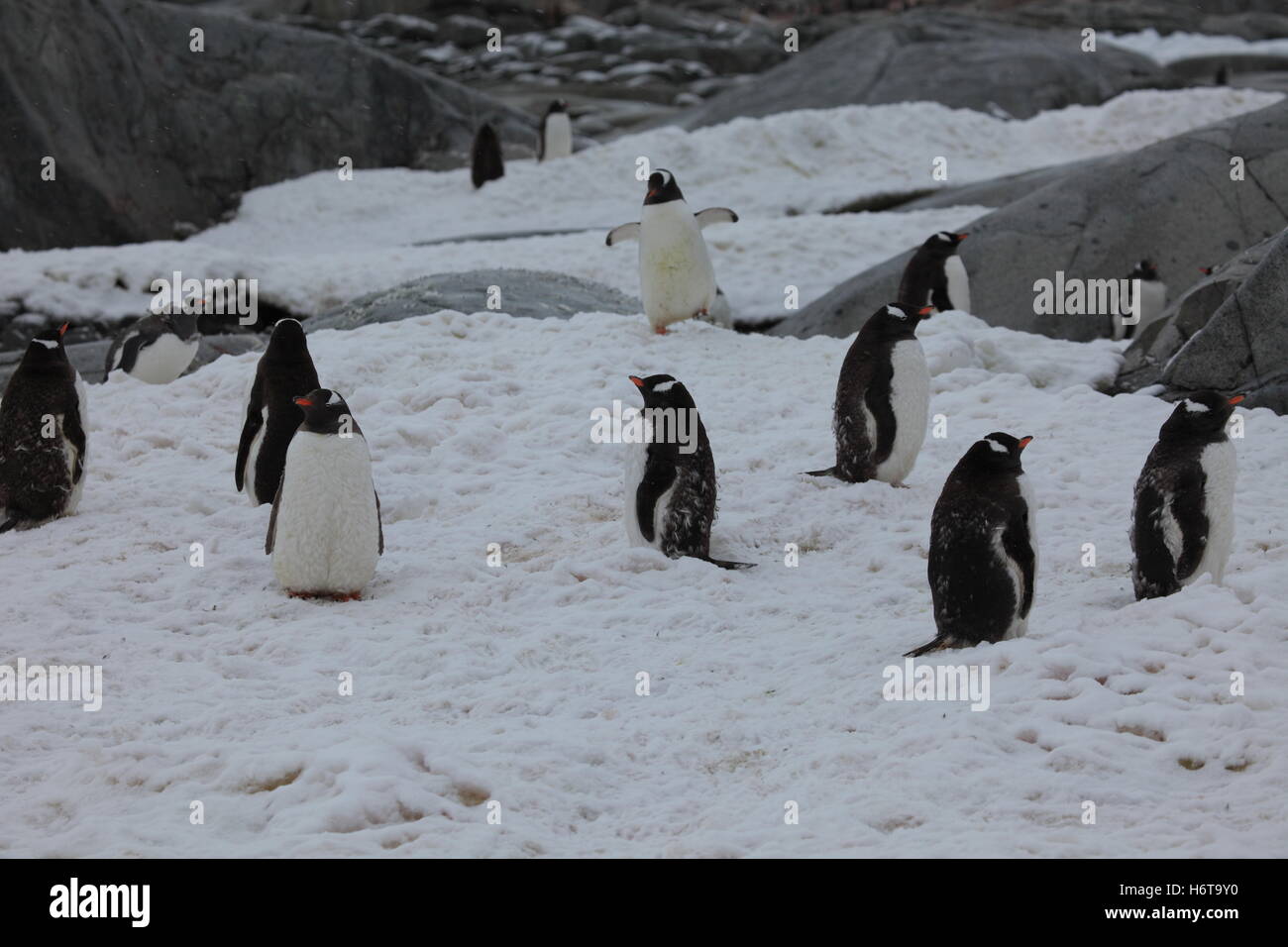 Winter, Kälte, Antarktis, Eis, Pinguin, Reisen, Winter, Tier, Vogel, Arktis  Stockfotografie - Alamy