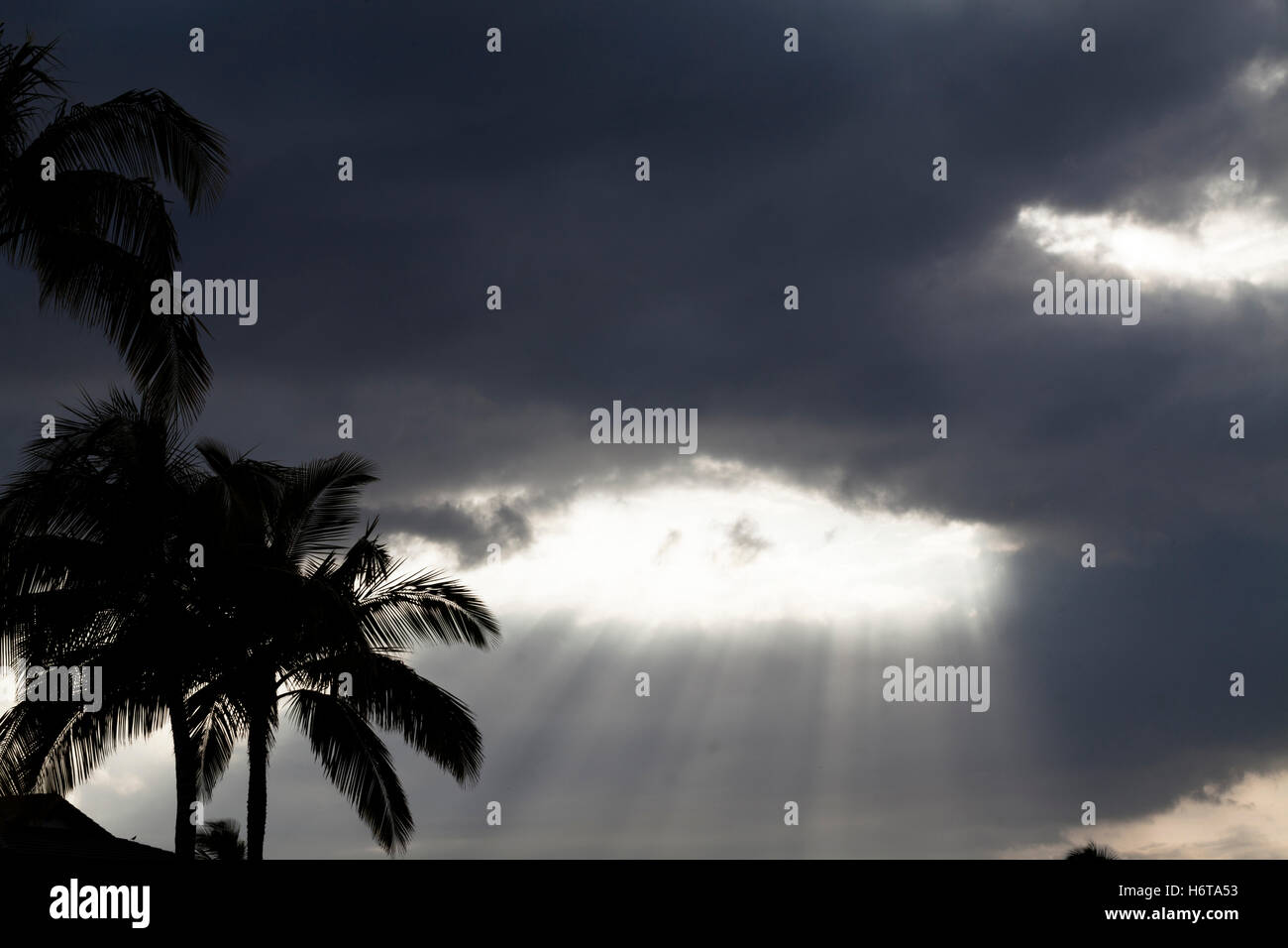 Lichtstrahlen Sie durch dunkle Gewitterwolken mit Palmen Bäume Kona Hawaii Stockfoto