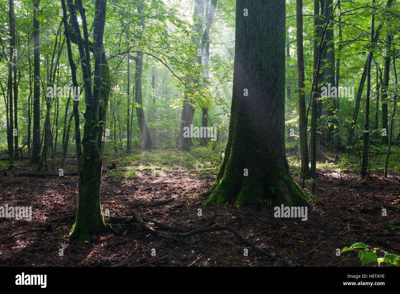 Bäume Wälder Stockfoto