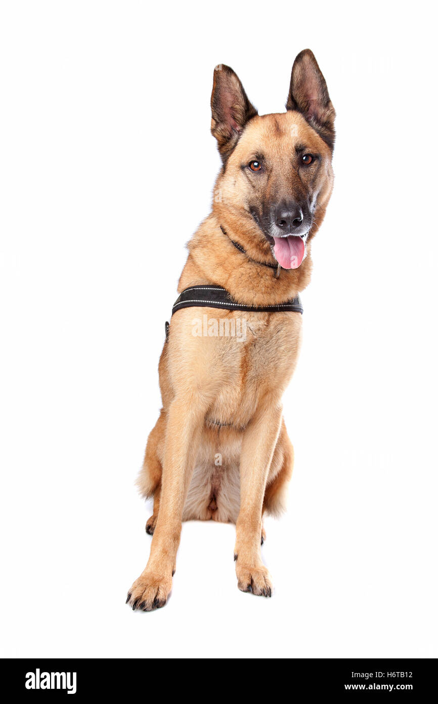 Haus Tiere Stockfoto