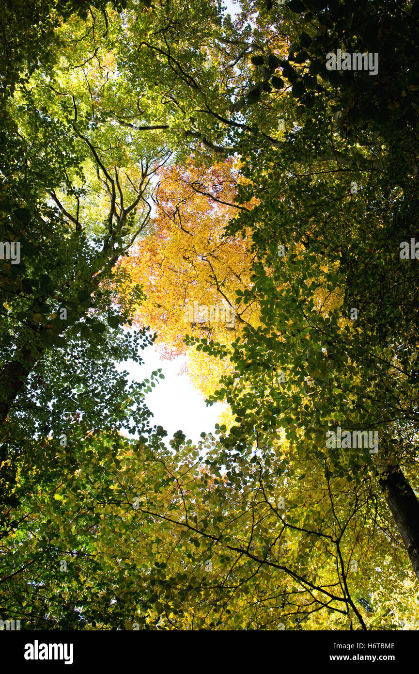 Herbst Buche Bäume in der Nähe von niedrigeren Dean im späten Nachmittag herbstliche Sonnenlicht. Cotswolds, Gloucestershire, England Stockfoto