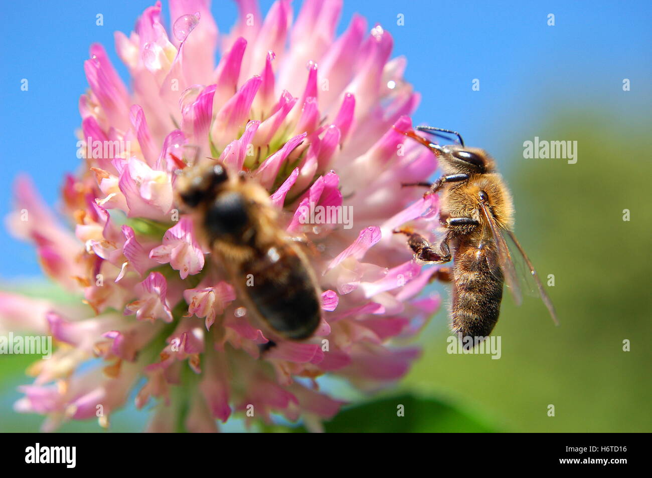Tier Insekt Blume Pflanze Bienen Klee Wiese Blatt Job Nahaufnahme Garten Flug Tier Insekt Blume Pflanze Landwirtschaft Landwirtschaft Stockfoto