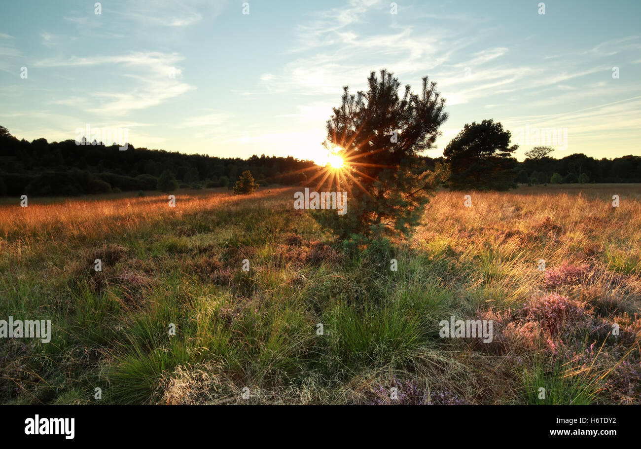 Sonne hinter Tanne im Herbst Stockfoto