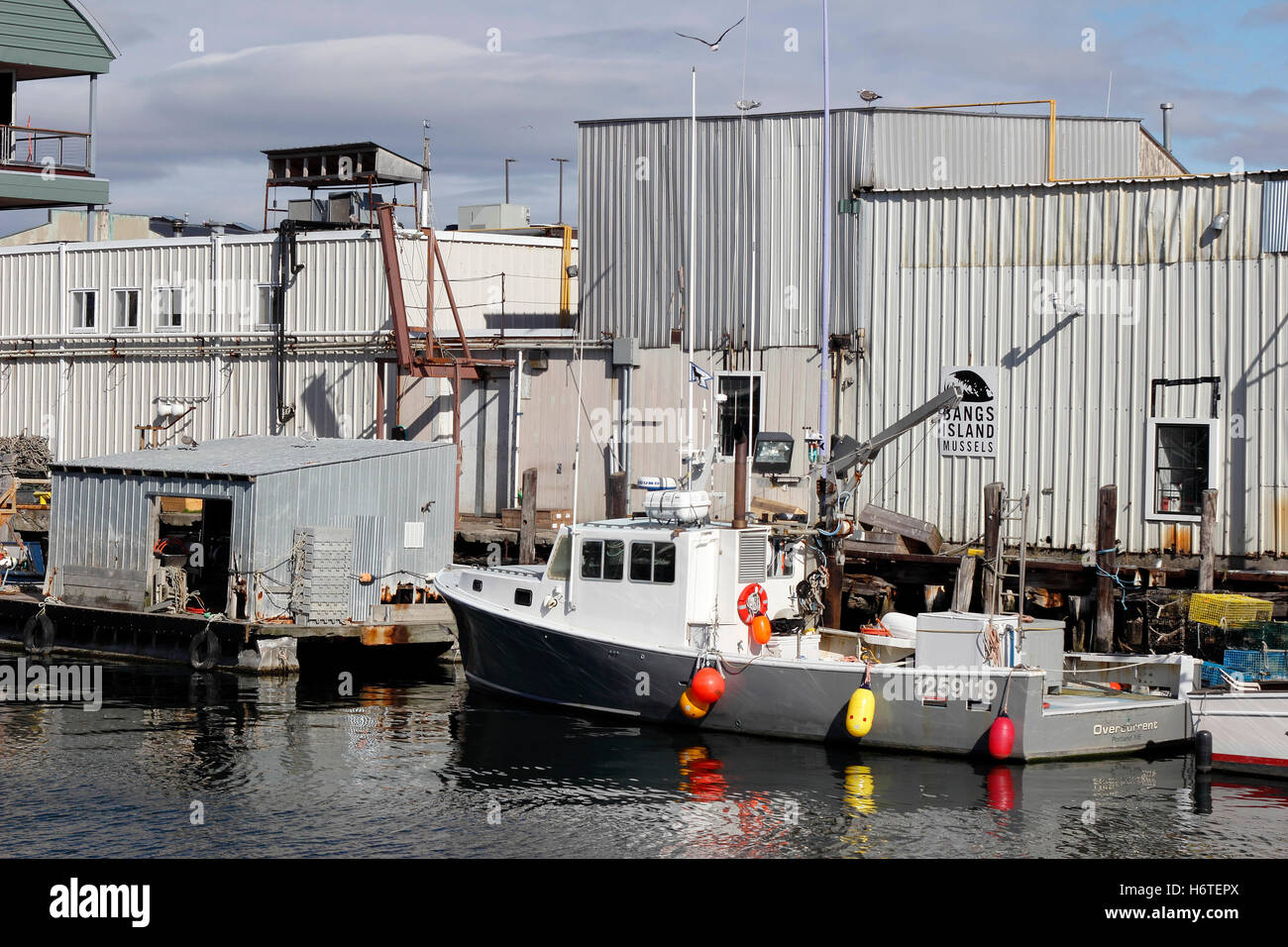 Hummer auf Bootsanlegestelle Ausrüstung Fischerei Hafen Portland Harbor Maine New England USA Stockfoto