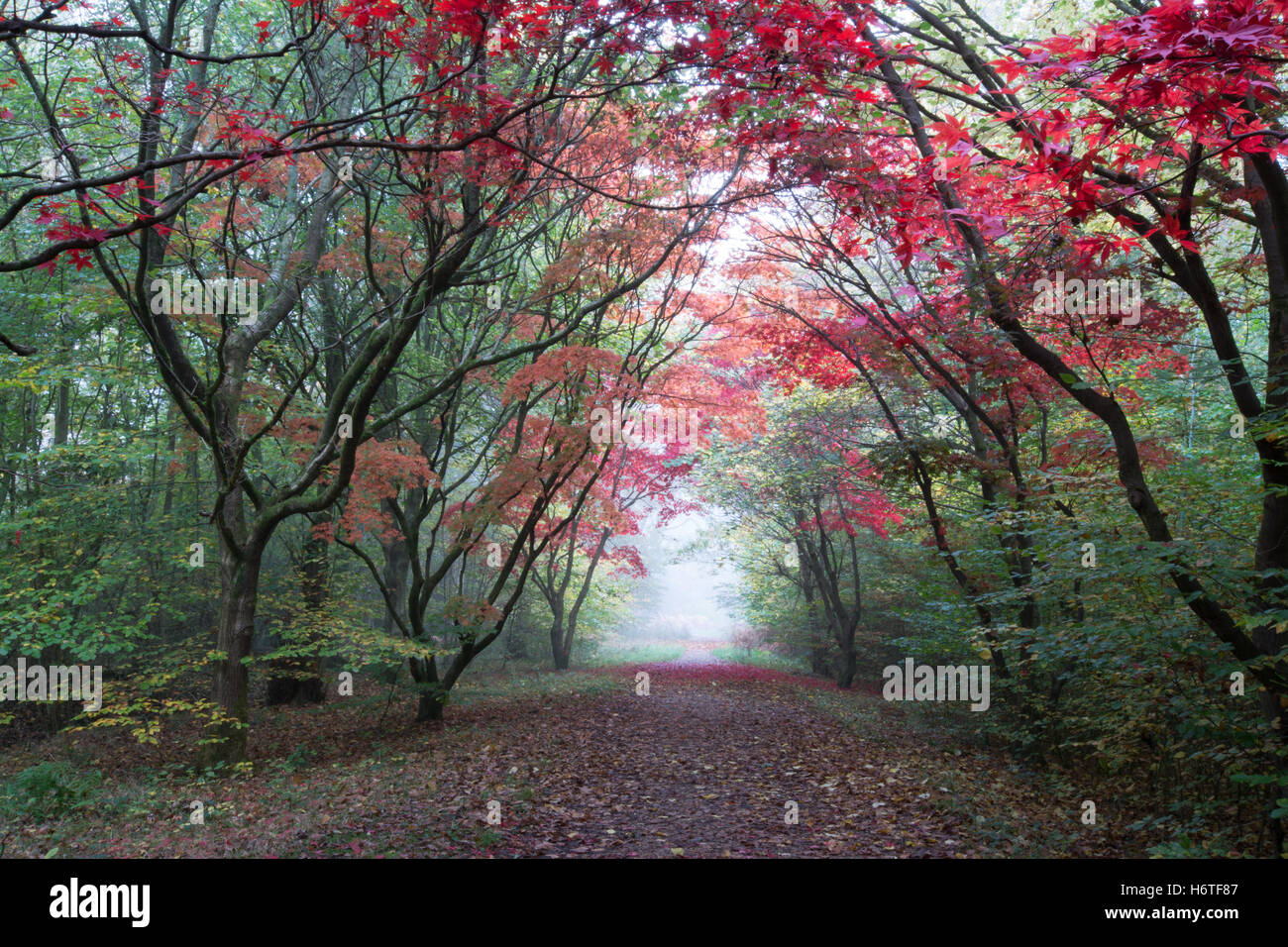 Alice holt Wald - spektakuläre Farben des Herbstes (Farben) in Wäldern in Hampshire, England Stockfoto