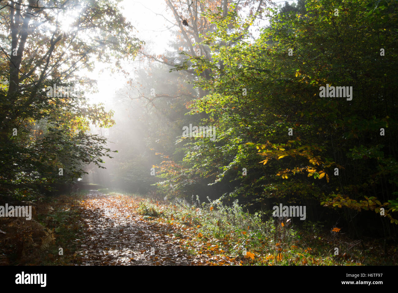 Alice holt Wald - Herbst Farben (Farben) in Wäldern in Hampshire, England mit Sonnenstrahlen durch die Bäume und Nebel glänzenden Stockfoto