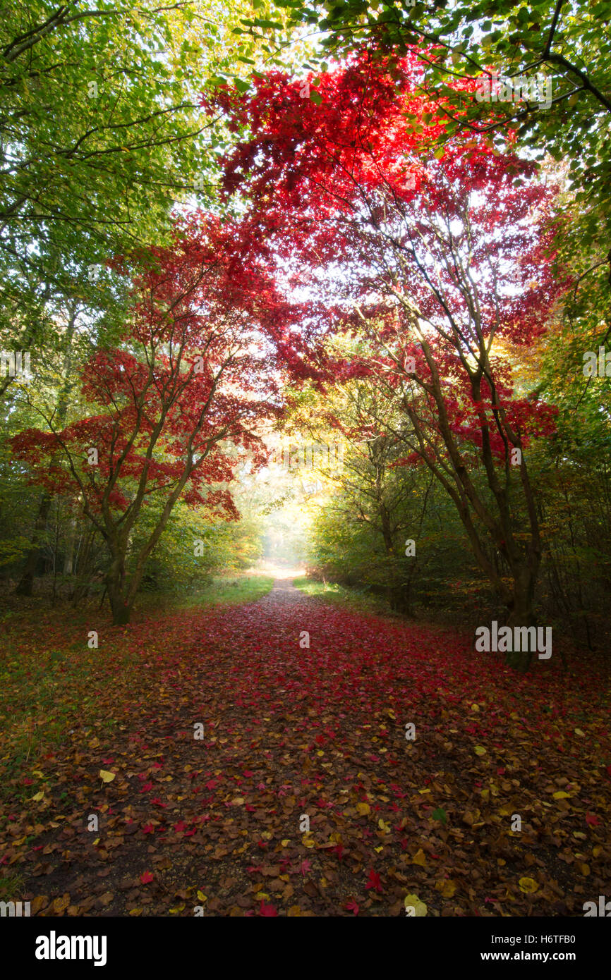 Alice holt Wald - spektakuläre Farben des Herbstes (Farben) in Wäldern in Hampshire, England Stockfoto