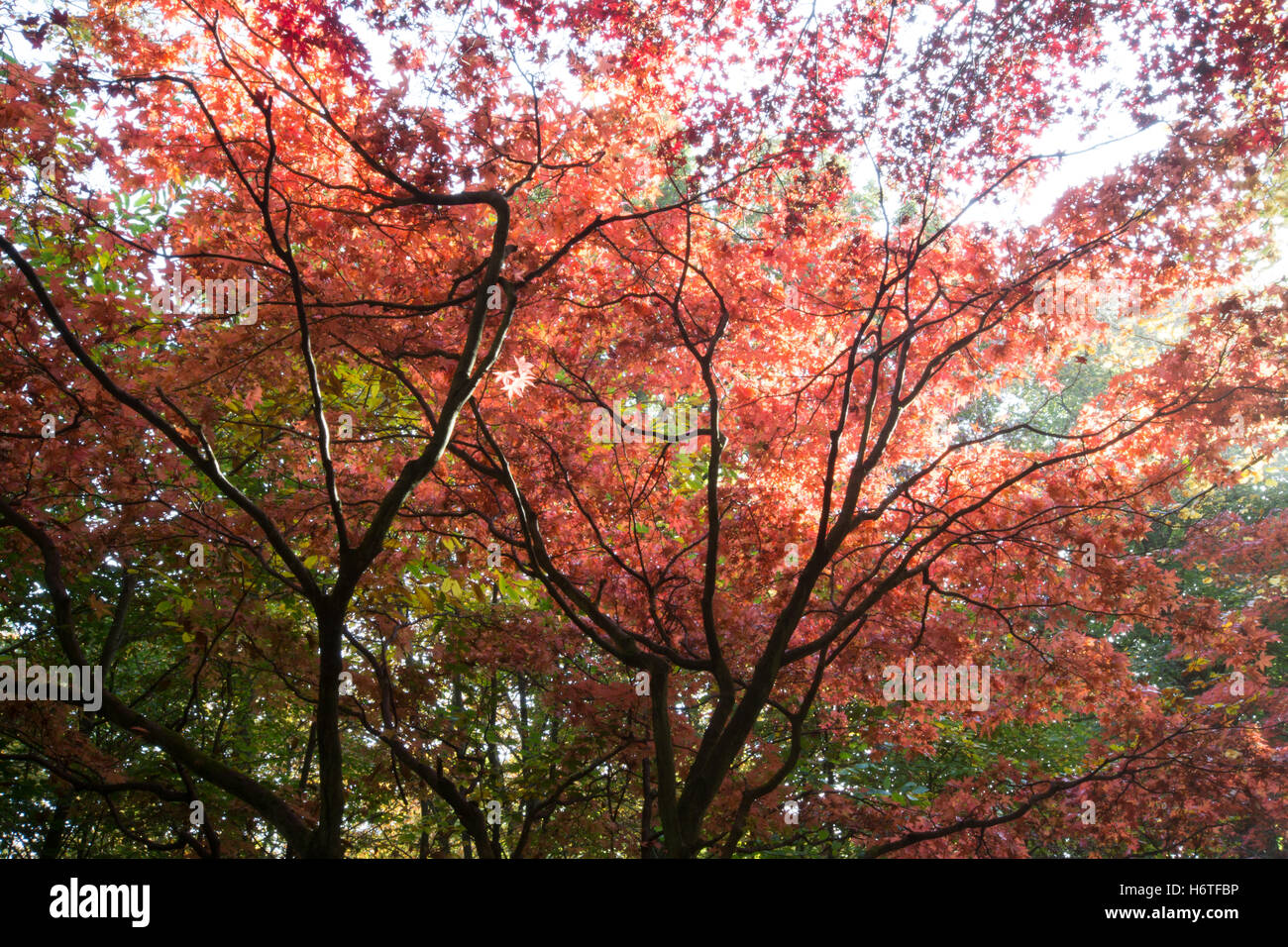 Spektakuläre Herbstfärbung (Farben) in einem Wald in Hampshire, England Stockfoto