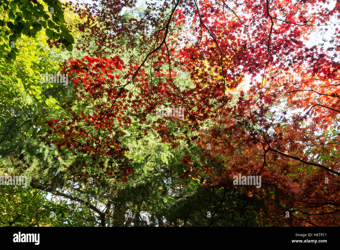 Alice holt Wald - spektakuläre Farben des Herbstes (Farben) in Wäldern in Hampshire, England Stockfoto