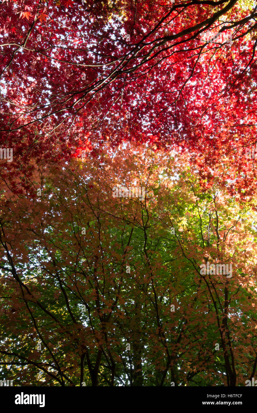 Spektakuläre Herbstfärbung (Farben) in einem Wald in Hampshire, England Stockfoto