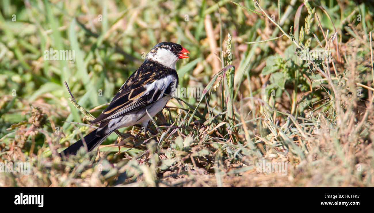 Pin-tailed whydah Vidua macroura, nicht-männlicher, auf dem Boden essen Samen, Laikipia Kenia Afrika Stockfoto