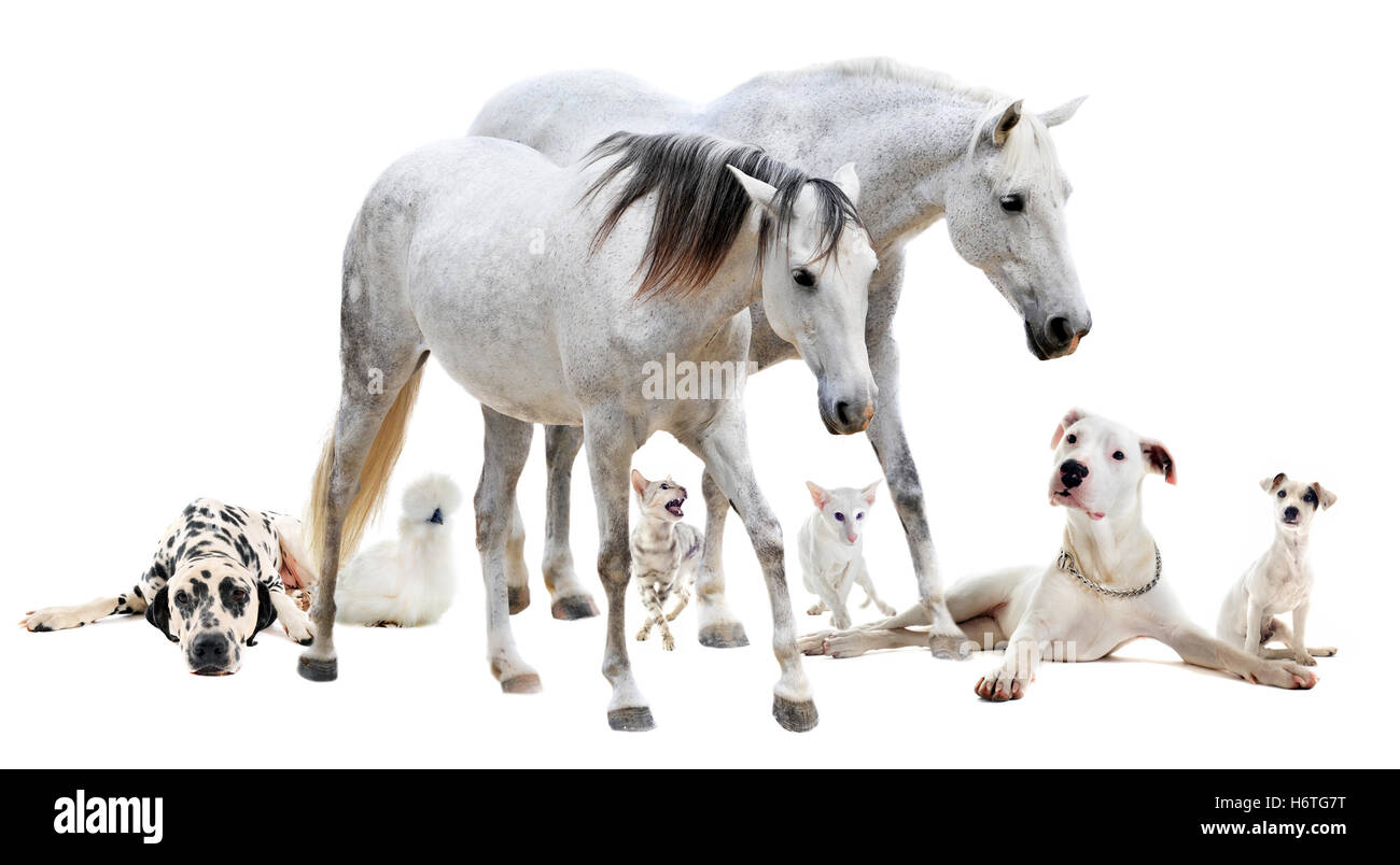 Pferd, Hund, Gruppe, weiß, Spaziergang, gehen, gehen, laufen, Tier, Haustier, Pferd, Pferde, Stockfoto