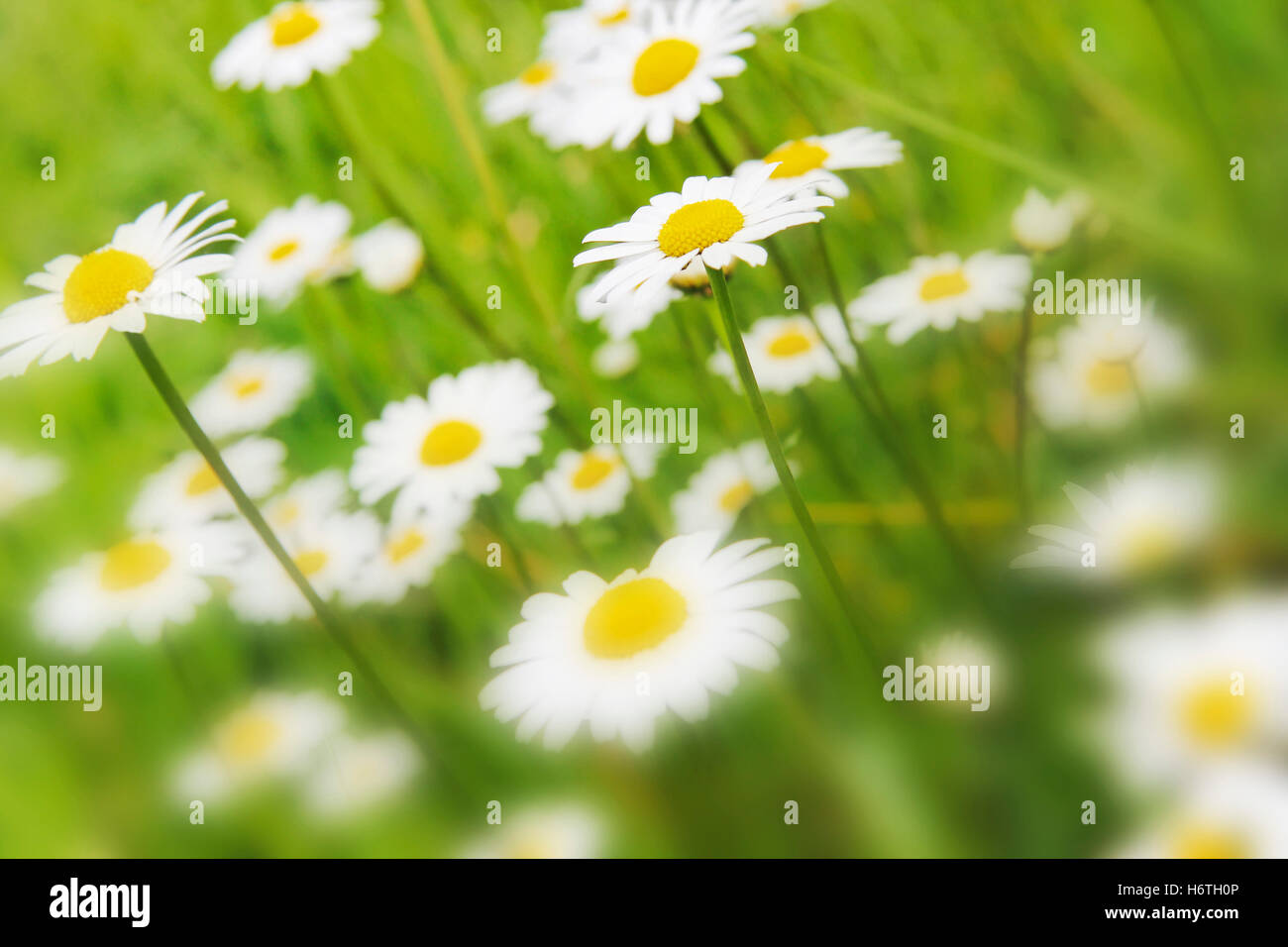 Soft-Fokus - Gänseblümchen-Blüten im Sommer Stockfoto