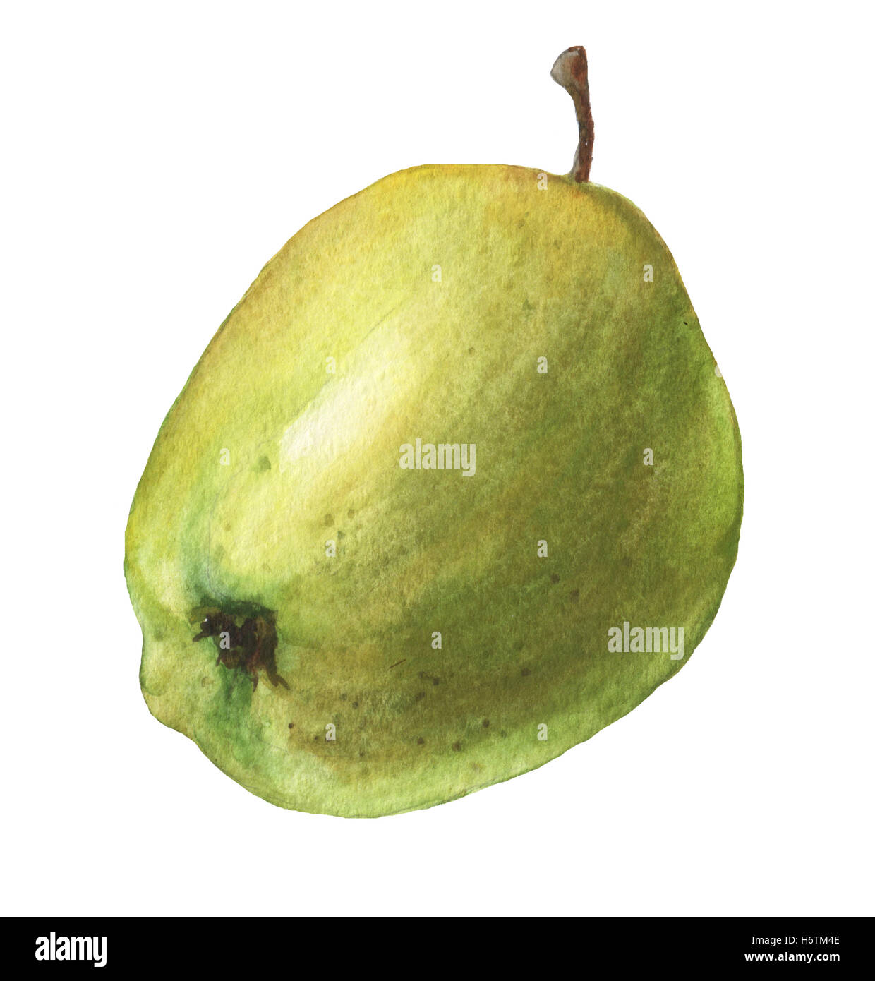 Frischer grüner Apfel. Handgezeichnete Aquarell auf weißem Hintergrund. Stockfoto